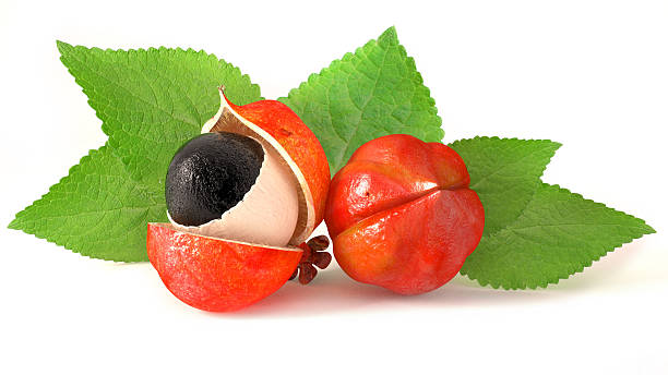 istock Two small red guarana seeds with bright green leaves 473723000