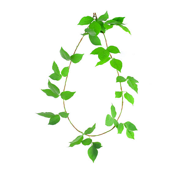 istock Green ivy plant c close up isolated on white background 473723052