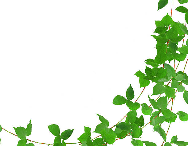 istock Green leaf ivy plant isolated on white background 473723362
