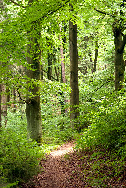 istock On the Hiking Trail Goldsteig 473724526