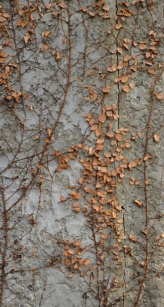 istock Dry creeper plant on white concrete wall 473727110