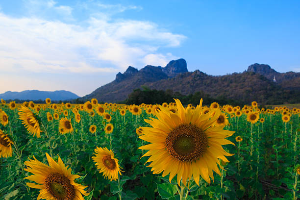istock Beautiful landscape with sunflower field 473727466