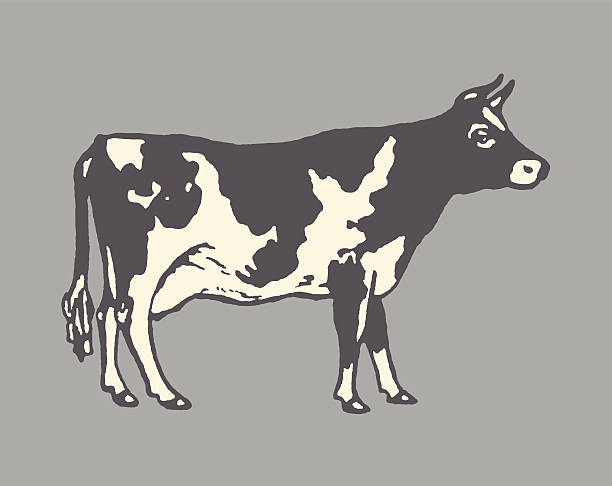 Cow http://csaimages.com/images/istockprofile/csa_vector_dsp.jpg cow illustrations stock illustrations