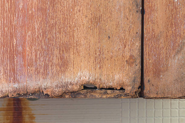 istock Wood-decay fungus 473742182