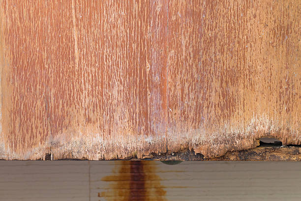 istock Wood-decay fungus 473742188