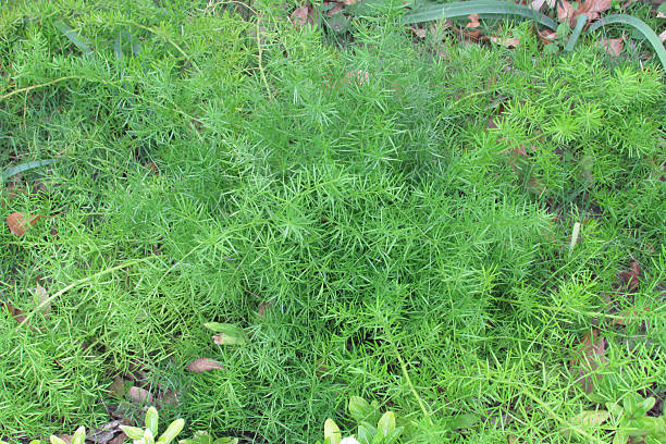 asparagina - sweet grass foto e immagini stock