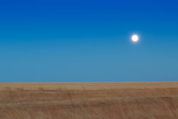 восход солнца в steppes.   голубого неба, желтый трава. - savannah africa steppe namibia стоковые фото и изображения
