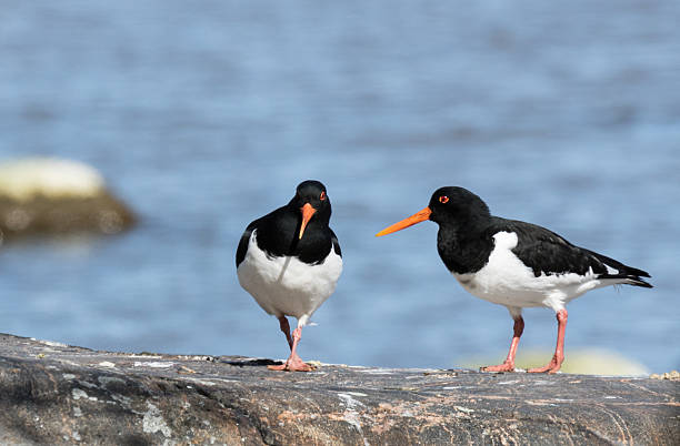 Oystercatchers by the sea stock photo
