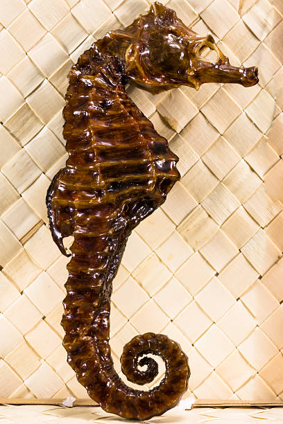 marrone cavallo di mare ripieni reale - crustace foto e immagini stock