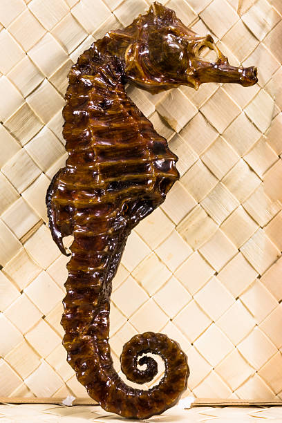 istock real brown stuffed sea horse 473742728