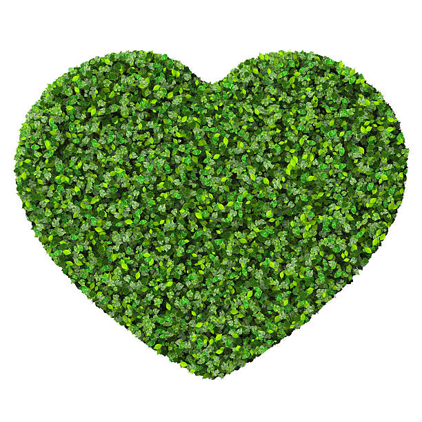 istock Heart made from green leaves. 473742772