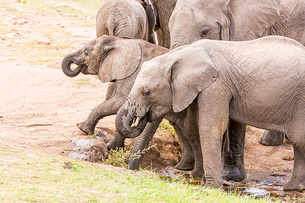 istock African Mother Elephant and baby 473745018