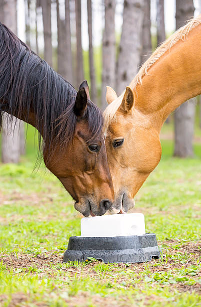 Spring at the Haflinger Stud