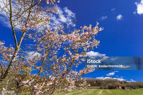 Country Estate Stock Photo - Download Image Now - 2015, Agriculture, Blossom