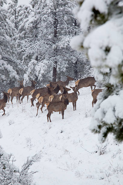 istock Elk in Deep Snow in the Pike National Forest 473746524