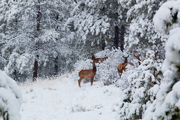 istock Elk in Deep Snow in the Pike National Forest 473746534