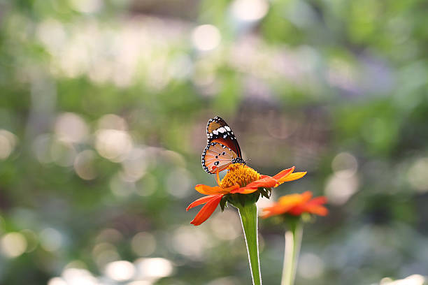 istock Butterfly fly in morning nature 473750360