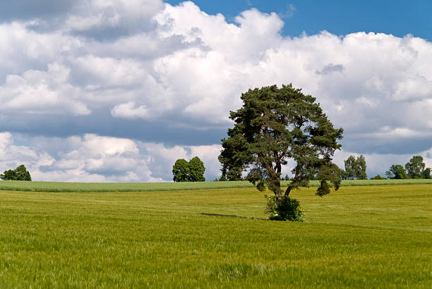 istock On the Hiking Trail Goldsteig, Germany 473752494