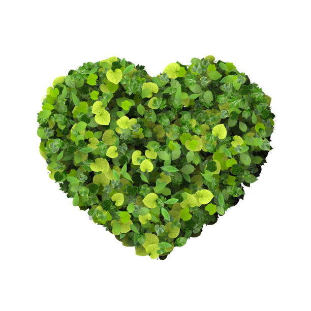 istock Heart made from green leaves. 473752554