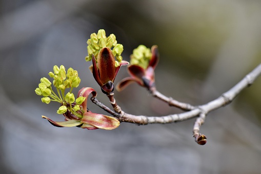 The brilliantly fresh green of spring is captured in this photograph of a red Maple tree in bud stage.