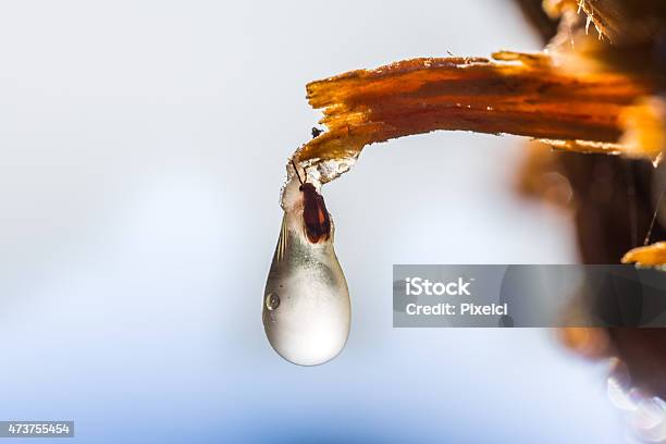 Closeup Of Tree Resin With Trapped Insect Stock Photo - Download Image Now - Amber, 2015, Backgrounds