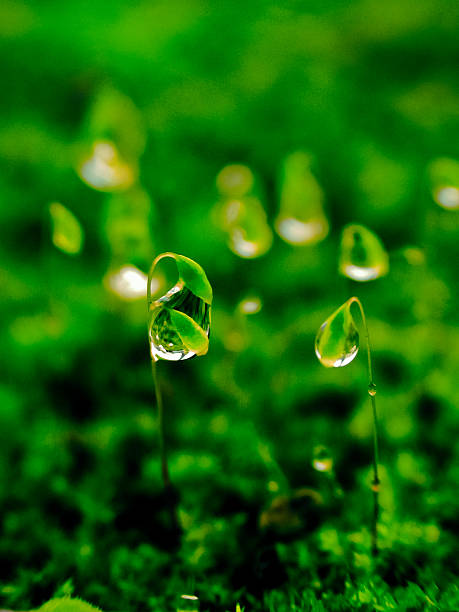 Closeup of dewdrops on Moss Head, Bhimashankar, Maharashtra, India