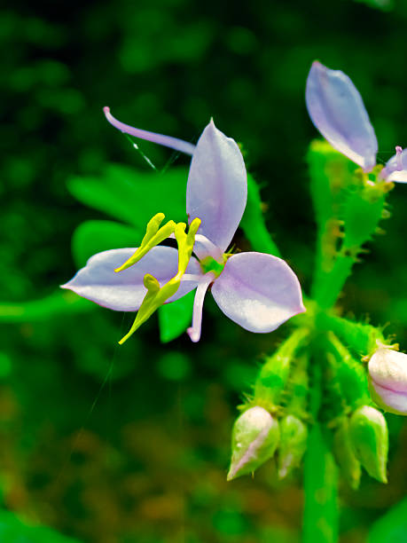 istock Scaped Sonerila, Sonerila scapigera 473756552