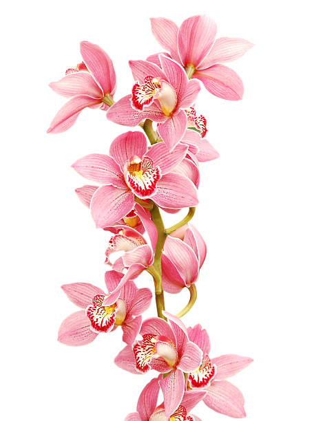 pink Orchid A pink Orchid on a white background orchid stock pictures, royalty-free photos & images