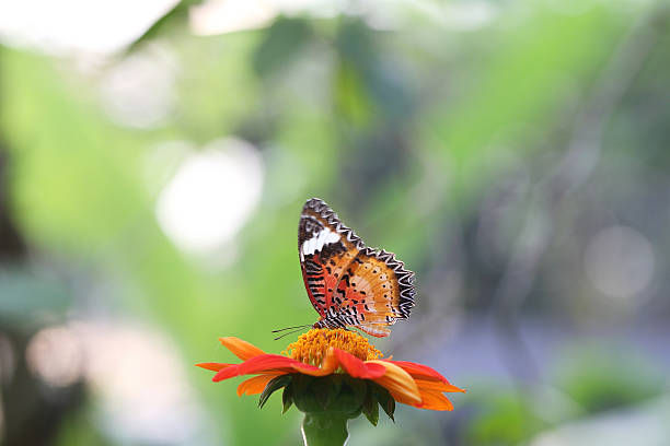 istock Butterfly fly in morning nature 473761602