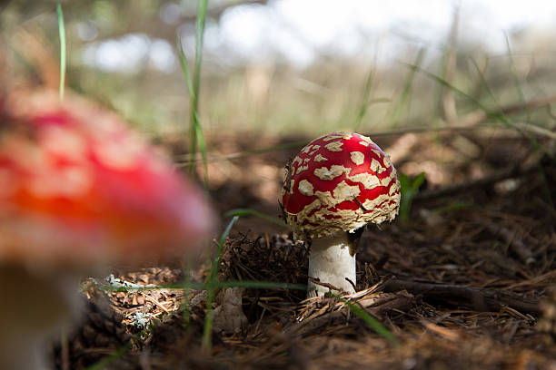 Mushroom Amanita Muscaria - Mushrooms Amanita Muscaria stock photo