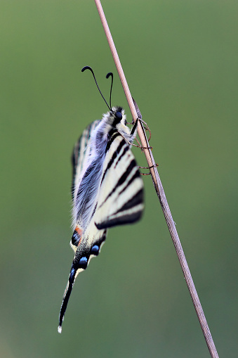 Scarse swallowtail (Iphiclides podalirius) sitting on dry grass. Closeup