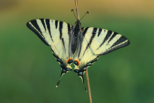 Scarse swallowtail (Iphiclides podalirius) sitting on dry grass. Closeup