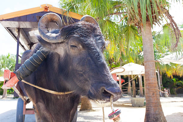 Bigg Black buffalo staring at camera