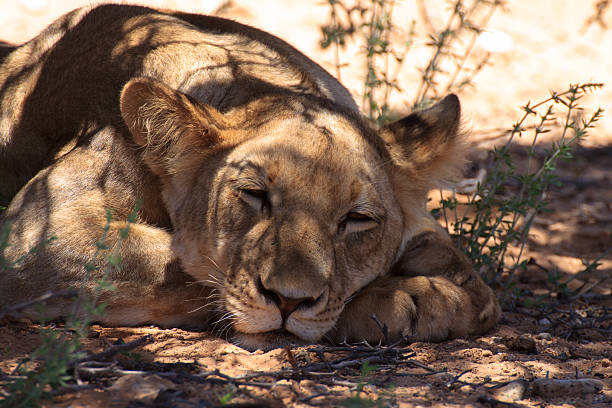 Lion close up Lions sleeping under trees at Kgalagadi Transfontier Park, South Africa safari animals lion road scenics stock pictures, royalty-free photos & images