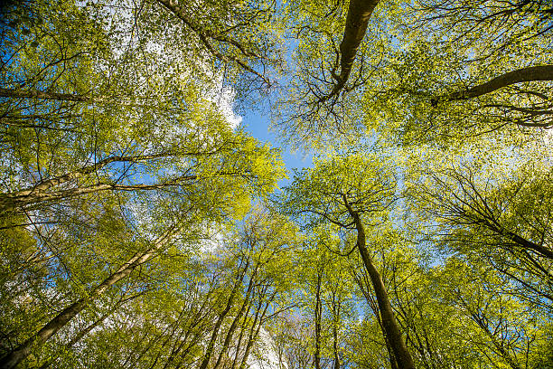 istock Beech wood against the sky 473769114