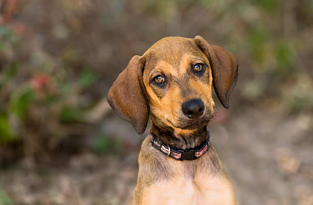 istock Cute Puppy Dog Ouutside Looking 473769290