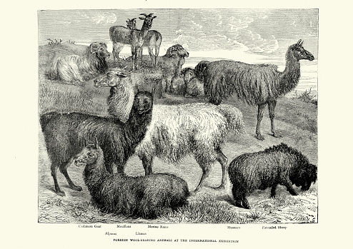 Wool Bearing Animals Stock Illustration - Download Image Now - Alpaca, Wool,  1870-1879 - iStock