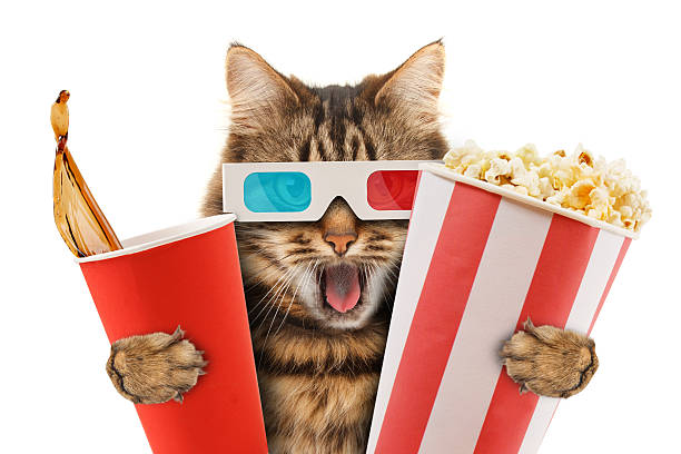 istock cat watching a movie 473772292