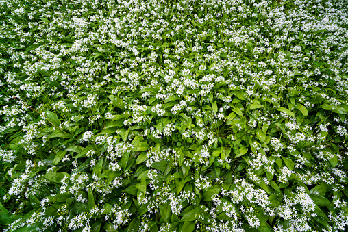 many wild ramson (Allium ursinum) in a field. from above.
