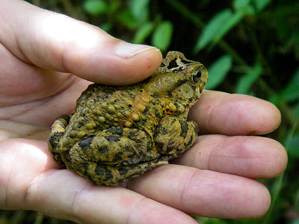 rana in pericolo d'estinzione gishwati parco nazionale del ruanda - specie in pericolo destinzione foto e immagini stock