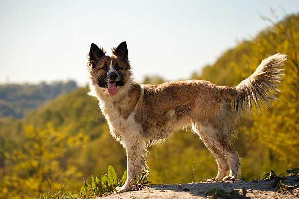 istock Dirty Dog Stands outdoors 473777980
