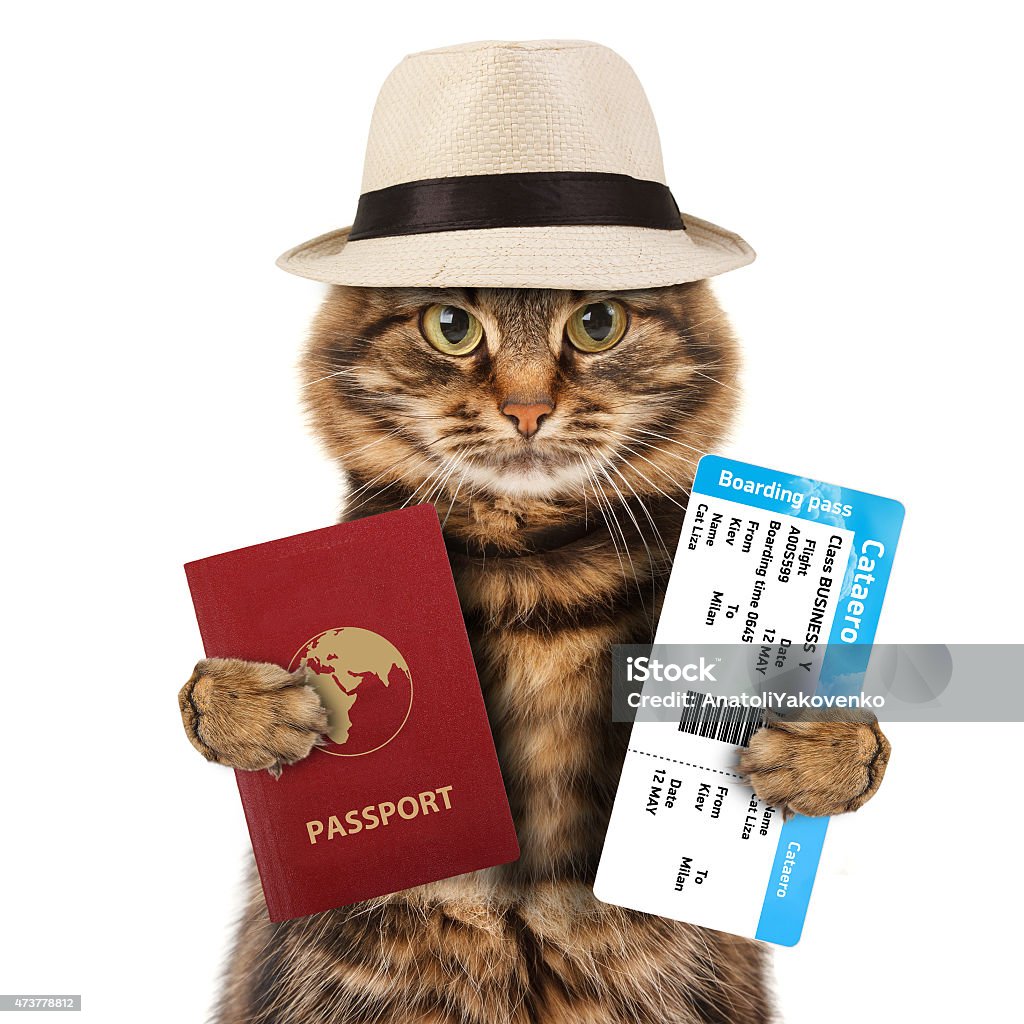 Funny Cat With Passport And Airline Ticket Stock Photo - Download ...