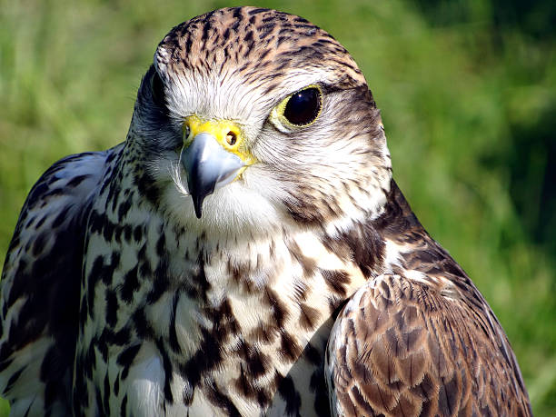 istock Bird of prey 473781134