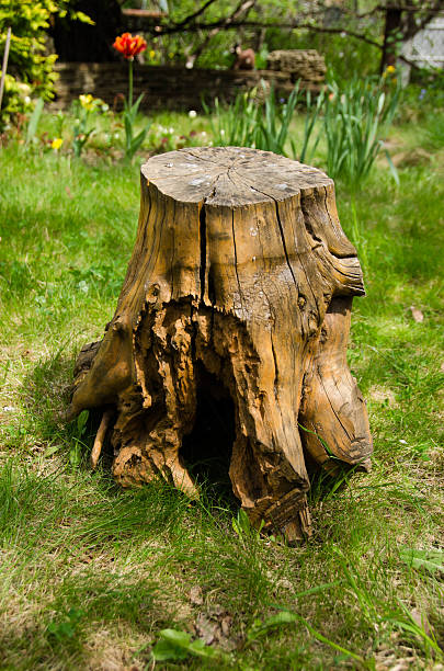 istock stump on the green grass 473782046