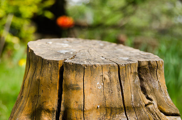 istock stump on the green grass 473782050