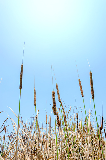 An image of cattail and blue sky as background