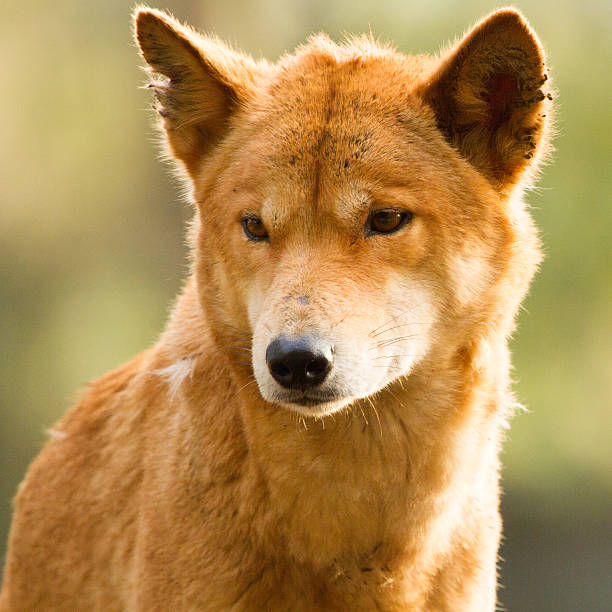 Dingo Stock Photos, Pictures & Royalty-Free Images - iStock Dingo Stock Photos, Pictures & Royalty-Free Images - iStock