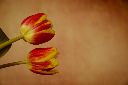 two red yellow tulips flowers image