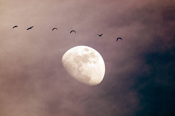 A small flock of Canadian Geese flying at dusk with the moon in the background.