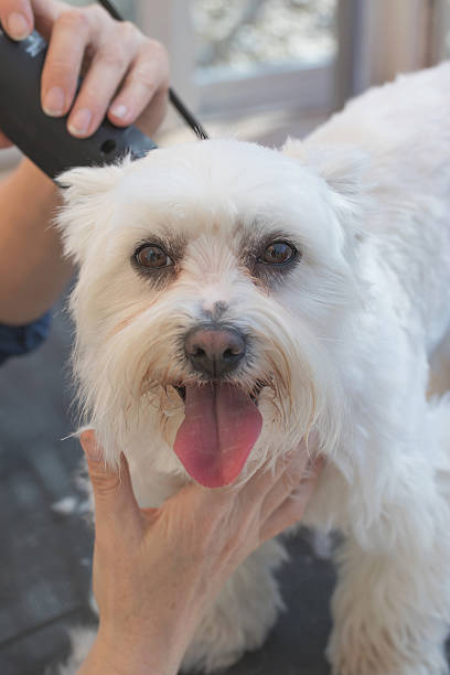 istock Grooming a Maltese with grooming machine 473785052